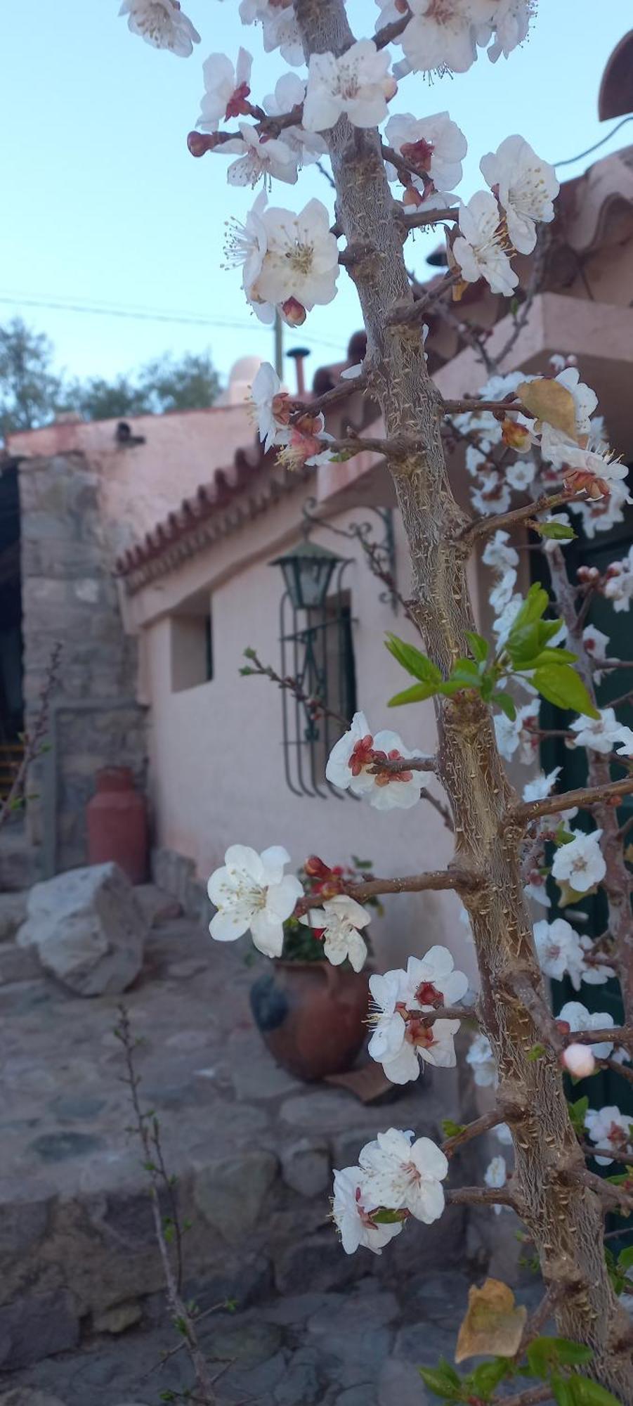 Los Arcabuceros Casa Hotel Boutique Tilcara Eksteriør bilde